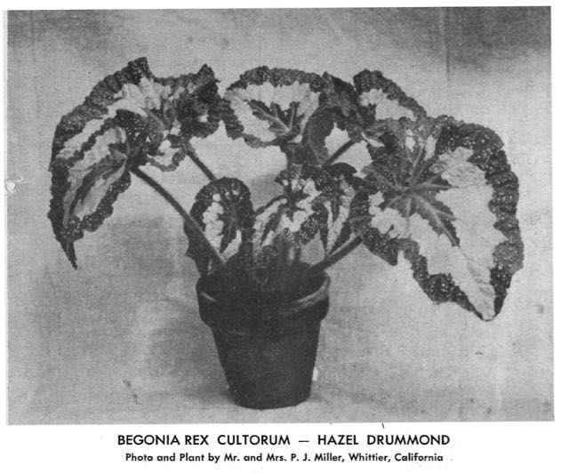 B. ‘Hazel Drummond’